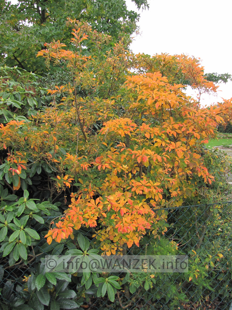 Enkianthus campanulatus - Herbst00.JPG
